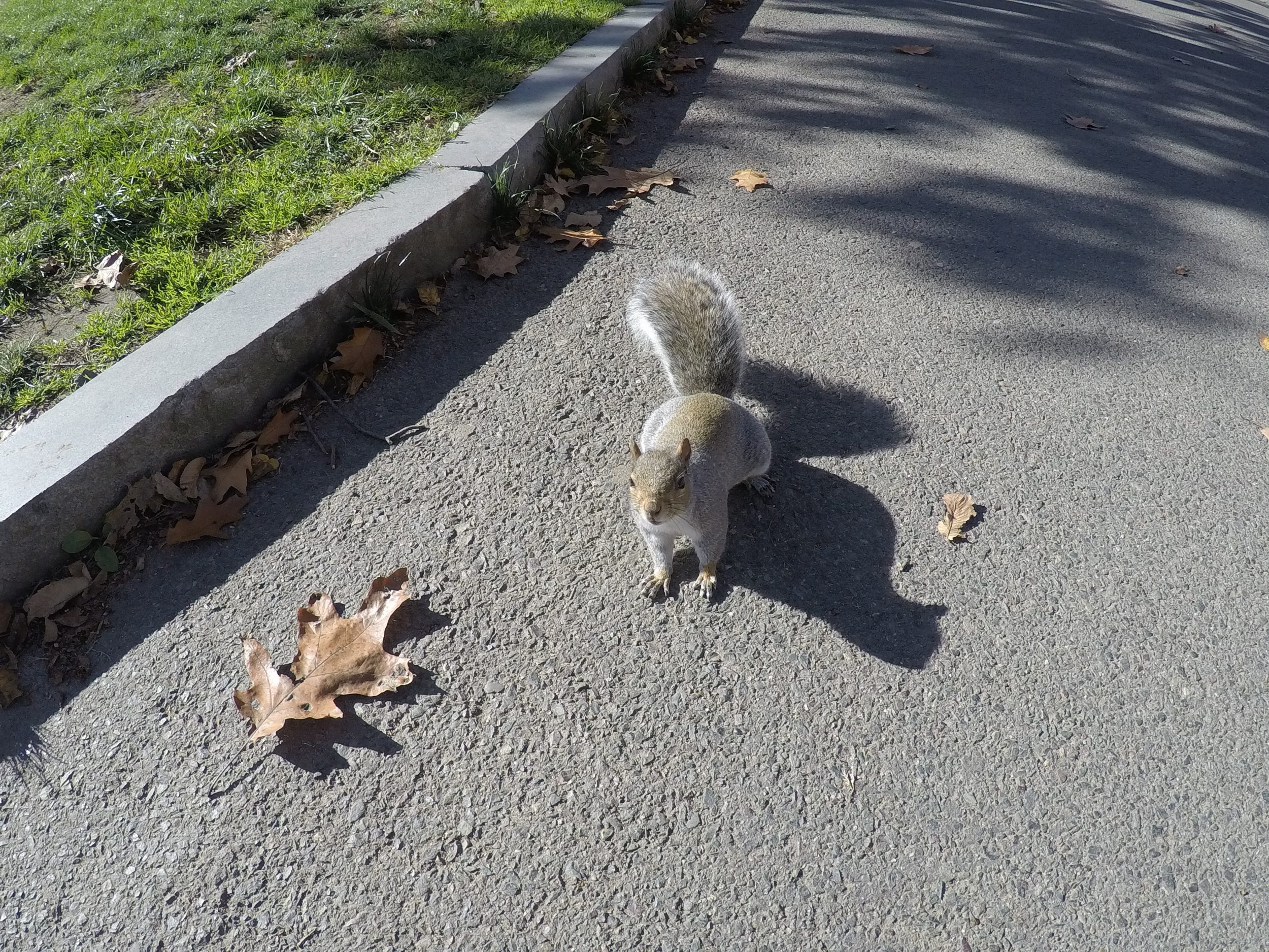 Mestni park - Boston