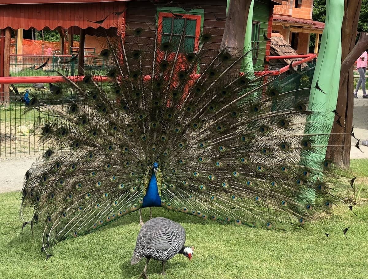 živalski vrt SikaloZOO